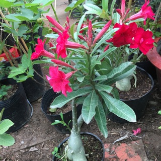 Cây hoa sứ thái siêu hoa