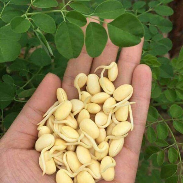 100gr Bột mầm đậu nành nguyên chất, tăng kích thước vòng 1 – handmade