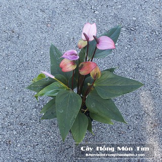 Cây Hồng Môn Tím (Hồng môn hoa tím)