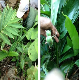 Combo 5 Cây giống sa nhân
