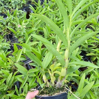 Lan denro nắng,denro chớp,bà liễu chuẩn bị cho hoa