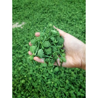 100gr Nụ Hoa Tam Thất