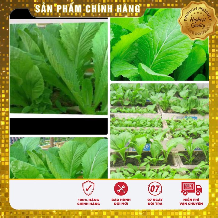 Hạt giống Rau Cải Bẹ Xanh Mỡ-20gr