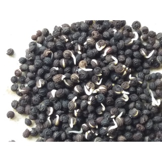 Hạt giống cây sương sâm lông