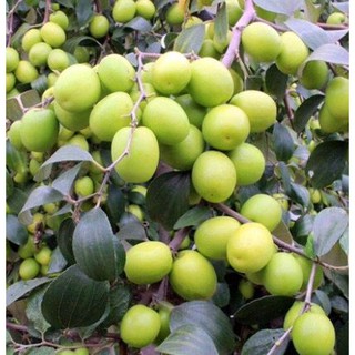 Cây táo lê quả khổng lồ