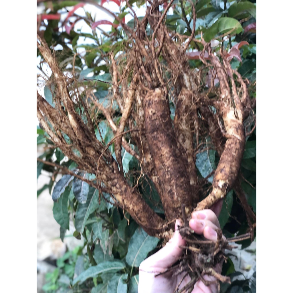 Sâm dây Ngọc Linh - Hàng 5 - 6 củ | 1kg