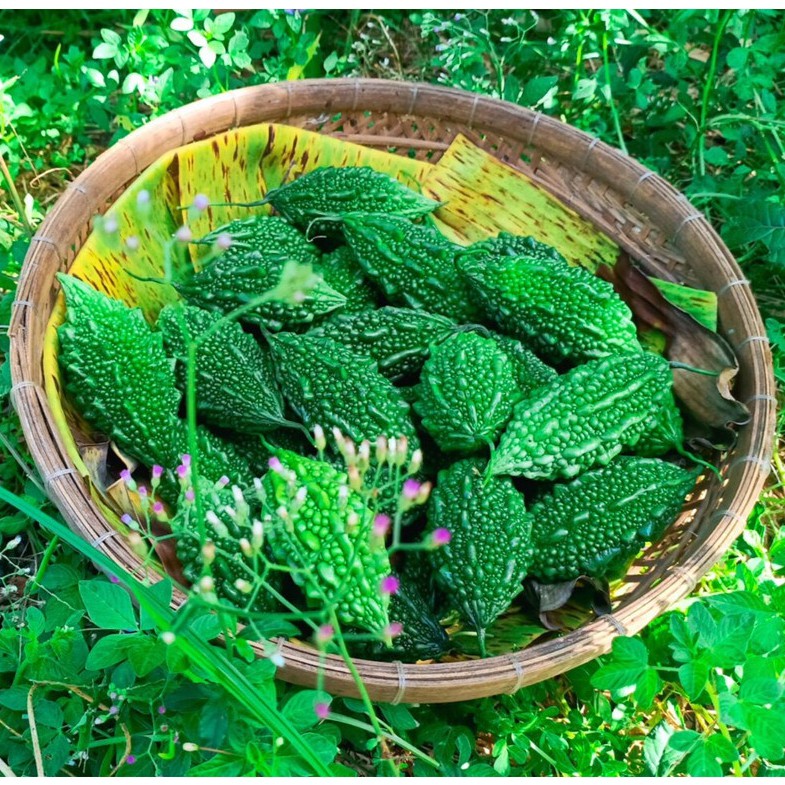 [Seeds] Hạt giống Khổ qua rừng (Mướp đắng rừng), đóng gói 10 hạt