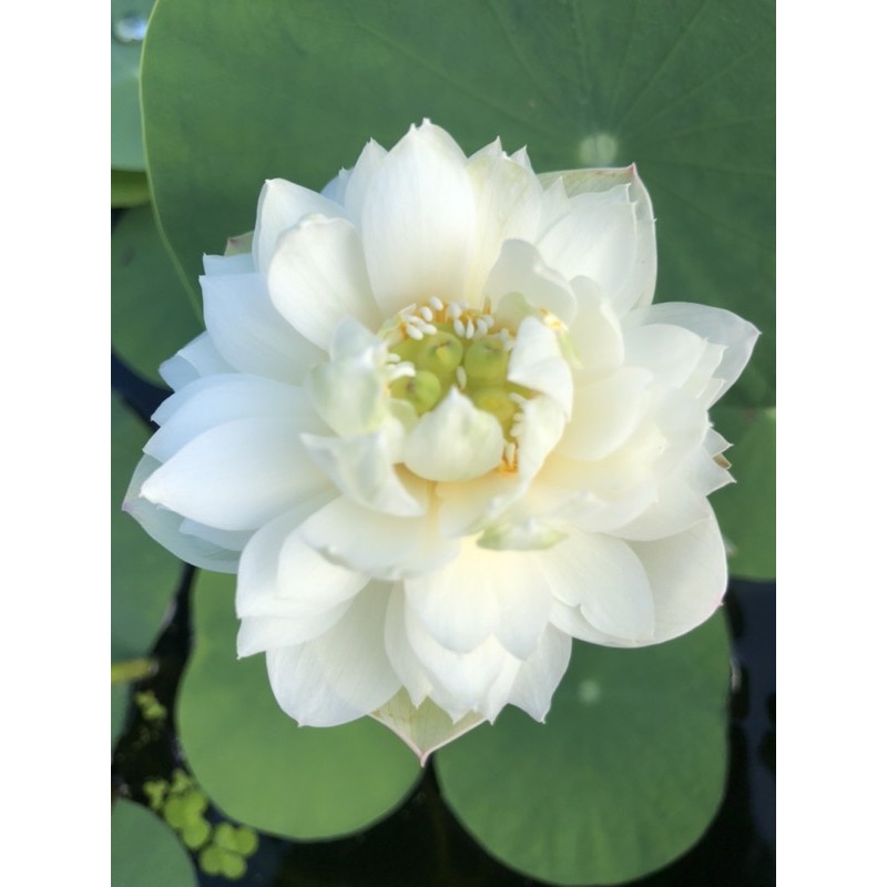 Củ sen mini Taihu Deep love