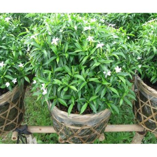 BẦU CÂY GIỐNG MAI VẠN PHÚC( CÂY MAI TIỂU THƯ)