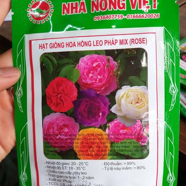 Hạt giống hoa hồng leo Pháp