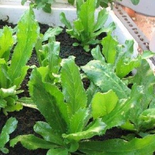 Hạt giống Ngò Gai ( Mùi Tàu )  -1 gói 5gr