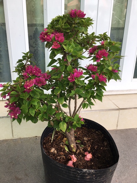 Cây giấy Mỹ siêu hoa