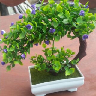 Combo 4 cây cẩm tú cầu tự chọn