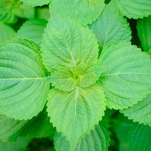 Hạt Giống Rau Thơm Mè Hàn Quốc 0.5gr