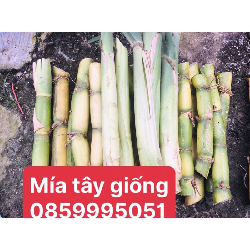 Mía tây giống 3 đoạn