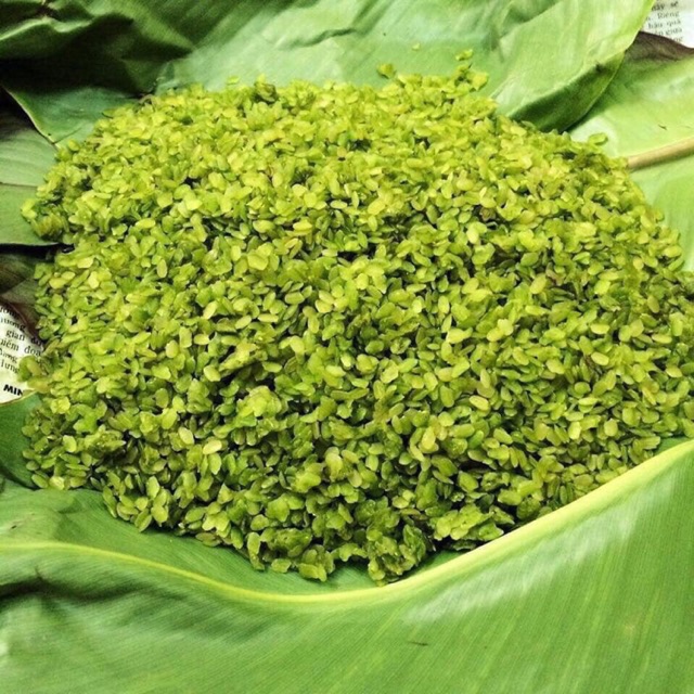 Cốm non  Tú Lệ Yên Bái