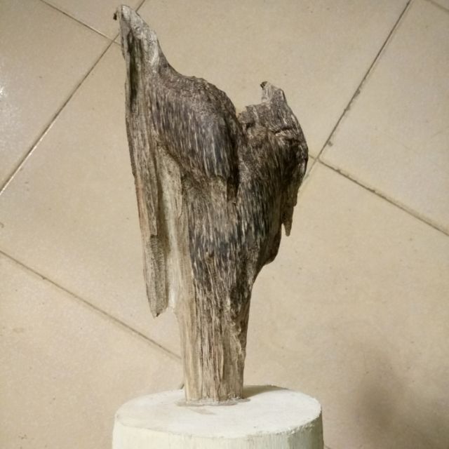 Cây trầm hương