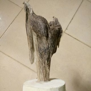 Cây trầm hương