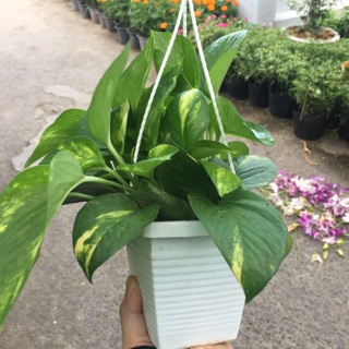 Combo chậu treo + cây trầu bà cẩm thạch