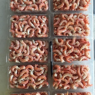 500gam NÕN TÔM BIỂN hấp sơ, ship miền bắc