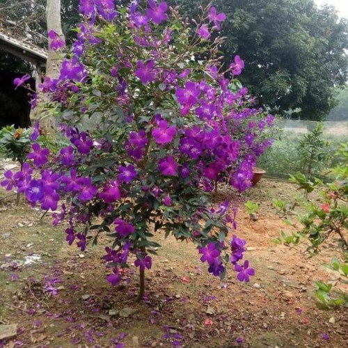 CHẬU HOA MUA TÍM THÁI LAN SIÊU ĐẸP - CHMTTLSD