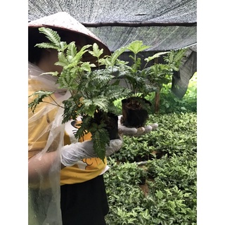 Dương xỉ bạch dươg 15k/chậu