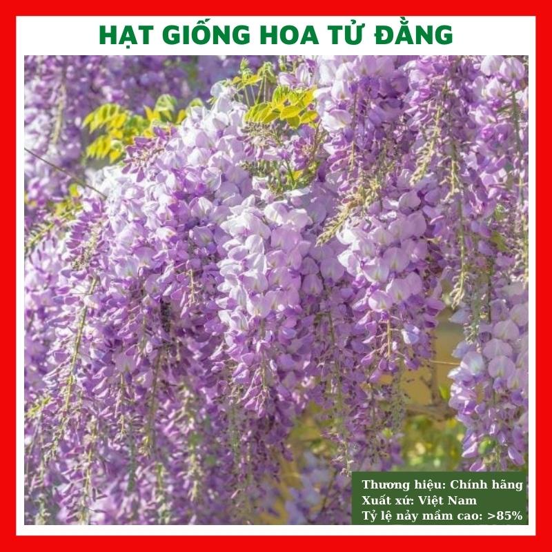 Hạt giống hoa tử đằng tím (hoa đằng la) - rau củ quả trồng chậu, sân vườn ban công nảy mầm cao 3 hạt