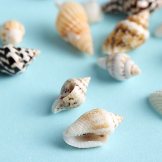 50 gr ốc nhỏ trang trí