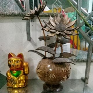 GÁO DỪA HOA CÚC