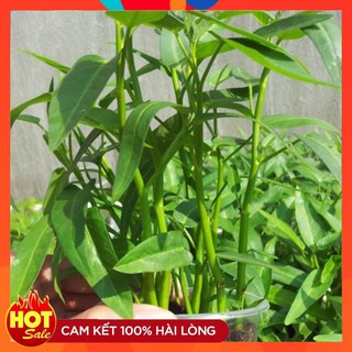 Hạt giống Rau Muống Lá Tre dễ trồng