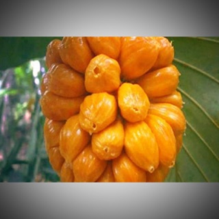 Mít tố nữ siêu trái siêu ngon cây giống