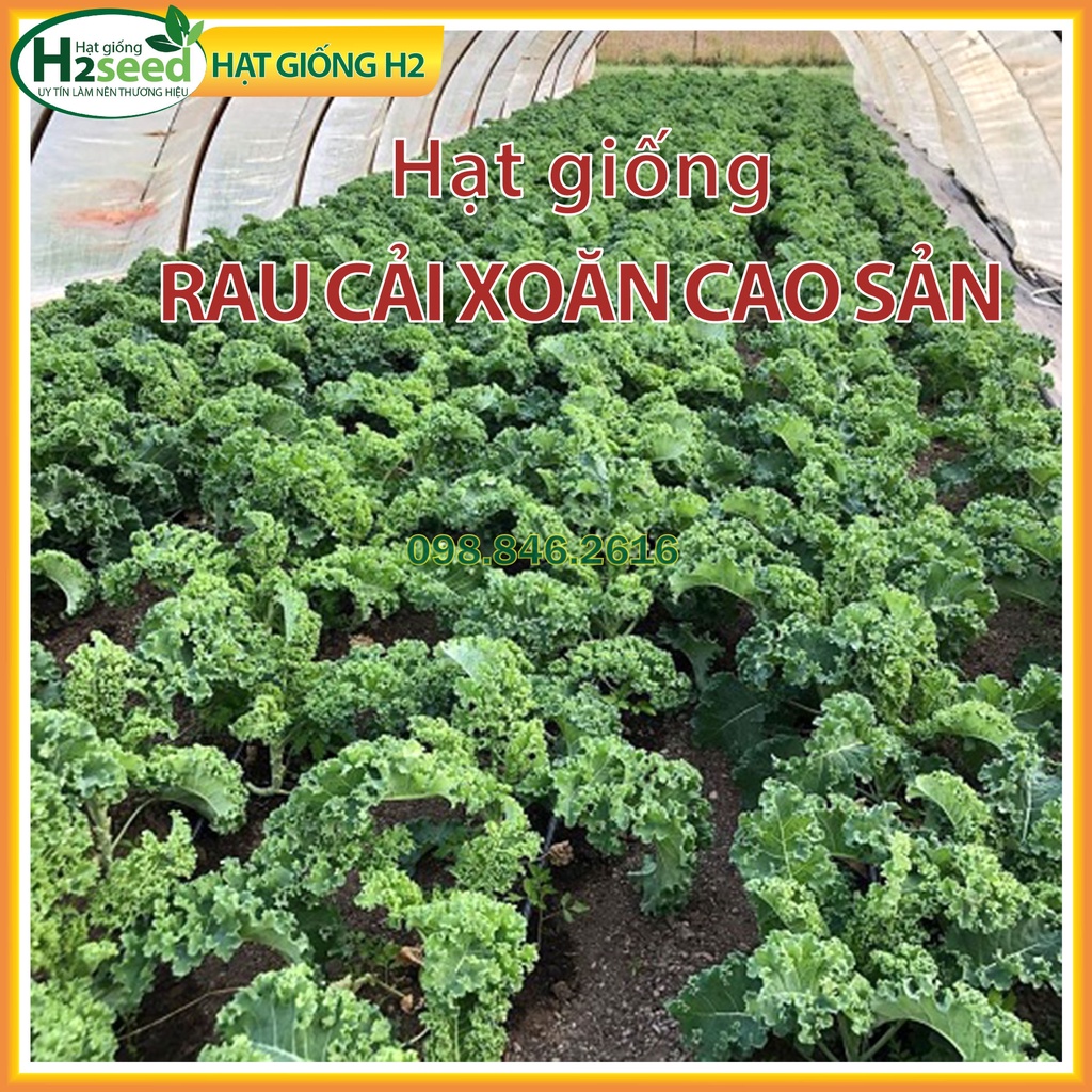 Gói 2g Hạt gióng rau cải xoăn kale - nảy mầm tốt, dễ trồng