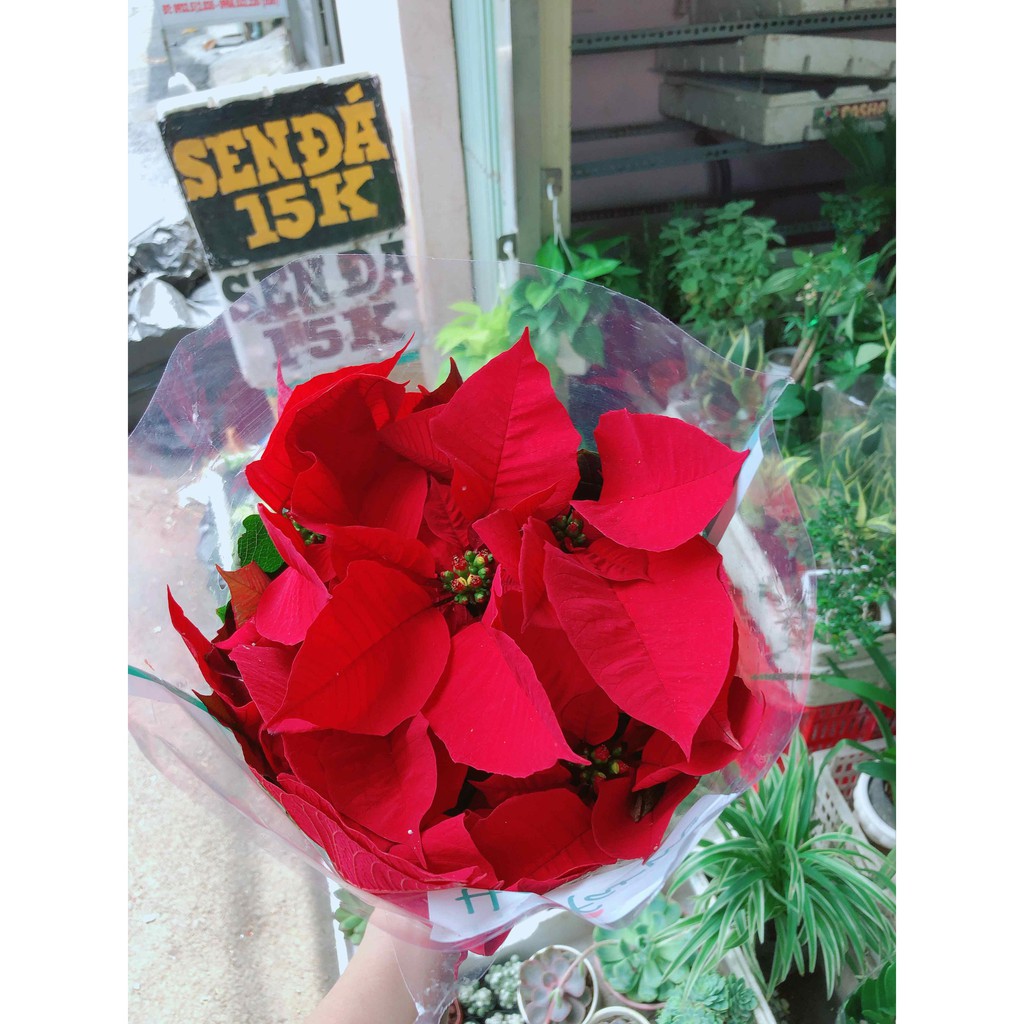 Trạng nguyên kèm chậu sứ trắng Bán Chạy