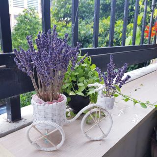 Bình hoa oải hương