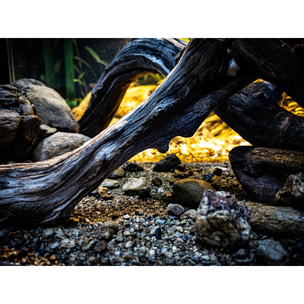 Sạn Suối Thiên Nhiên Femolay | Size M | Bao 2KG | Trang trí trải nền bể thủy sinh, Biotope.