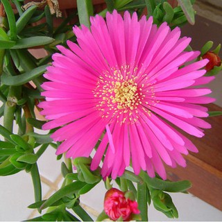 Gói 30 hạt giống cúc cầu cồng ( hoa mười giờ châu phi)