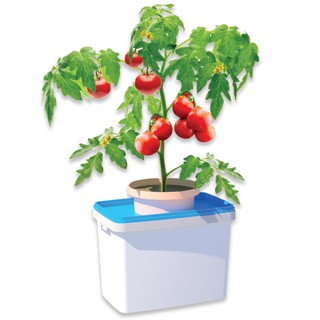 02 Chậu trồng thủy canh tĩnh củ quả chuyên dụng