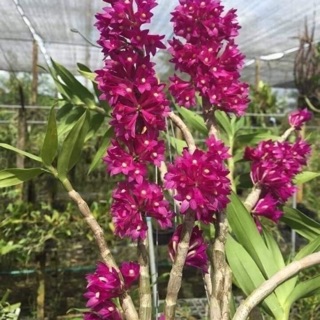 Lan khế đỏ giống mới