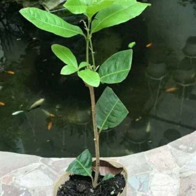 CÂY GIỐNG HOA MAI XANH