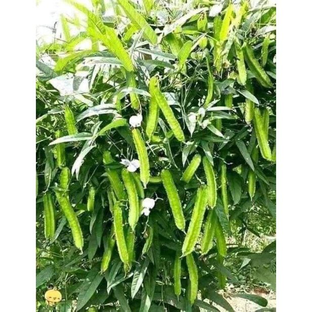 Hạt giống đậu rồng  xanh siêu trái Trang Nông