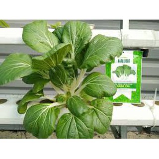 Hạt giống rau cải thìa (20G)