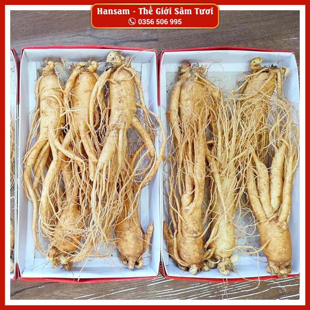 NHÂN SÂM TƯƠI 5 CỦ/KG Chuẩn Hàn Quốc - Ngâm Mật Ong, Bồi Dưỡng Cơ Thể Mùa Co.Vid