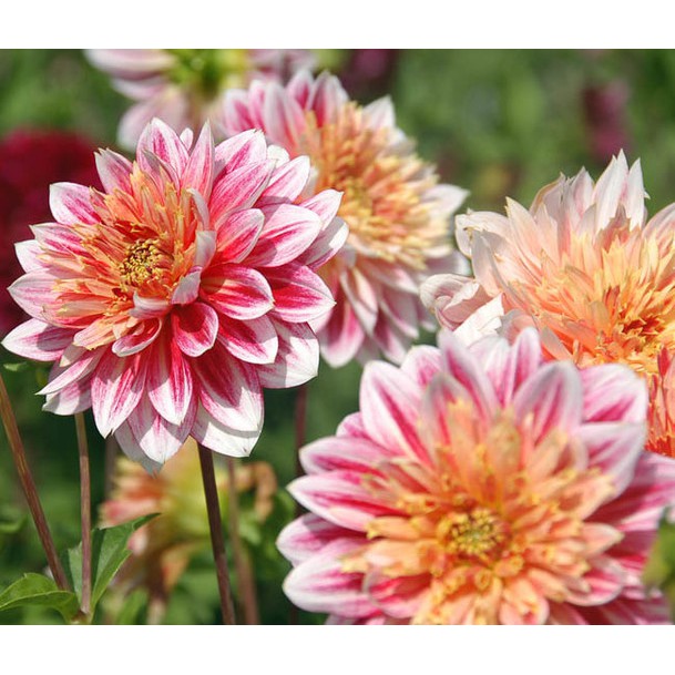 Hạt giống hoa Thược Dược mix nhiều màu F1 Nga