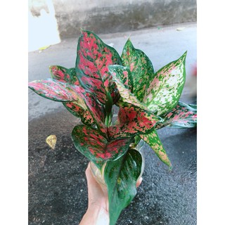 Chậu cây vạn lộc thuỷ sinh