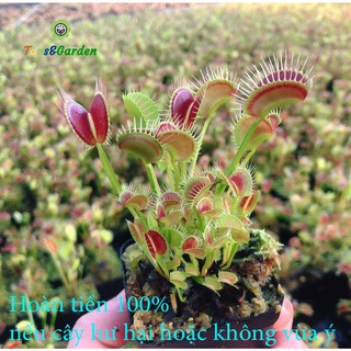 Cây Bắt Mồi, Cây Bẩy Kẹp Venus Flytrap Cây Ăn Thịt Côn Trùng Chất Trồng Chuẩn Cao Cấp Dưỡng Khỏe Đóng Gói Chắc Chắn
