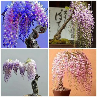 Gói 5 hạt giống hoa tử đằng