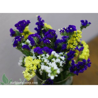 Hạt Giống Hoa Salem Mix
