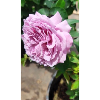 hoa Hồng ngoại blue sky cao 40-60cm