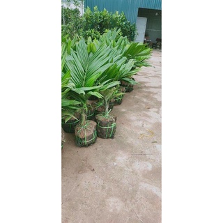 Cau Lùn Tứ Quý