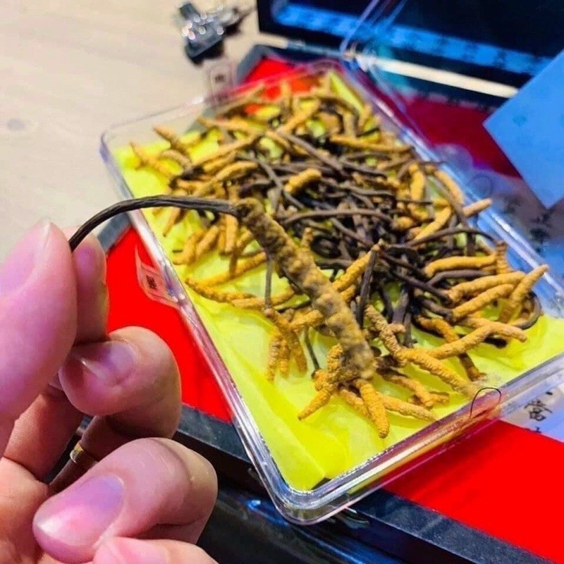 ĐÔNG TRÙNGL 45g HÀN QUỐC | BigBuy360 - bigbuy360.vn